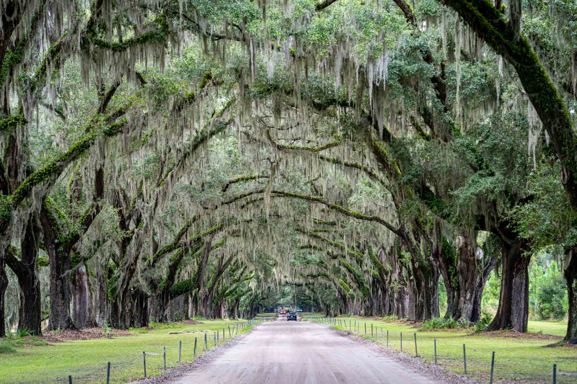 Wormsloe Plantation road