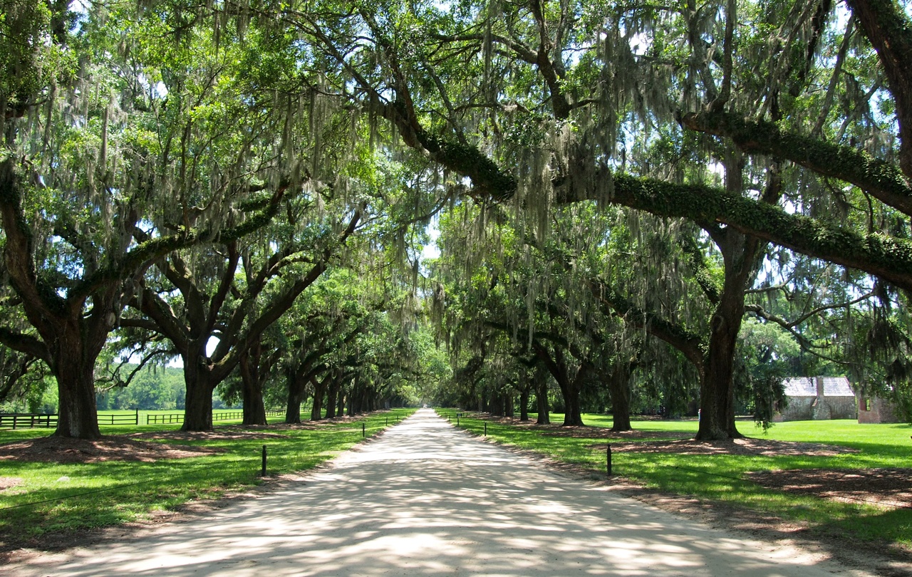 Photo of the Week: Avenue of Oaks