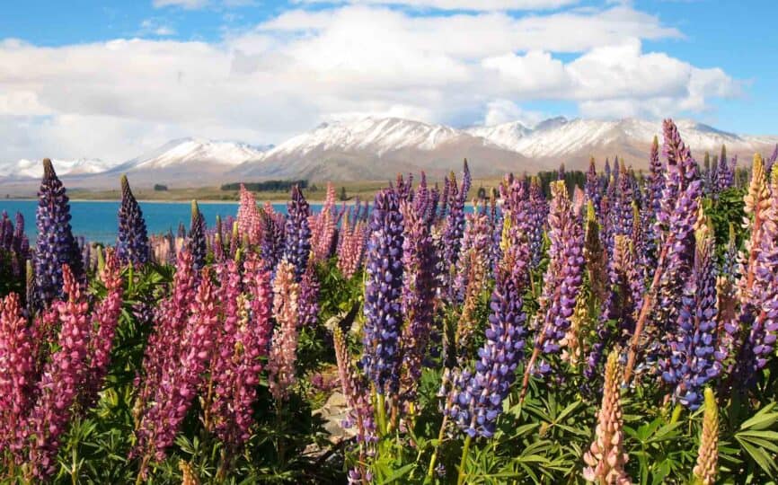 How and Where to Find Beautiful Lupins in New Zealand