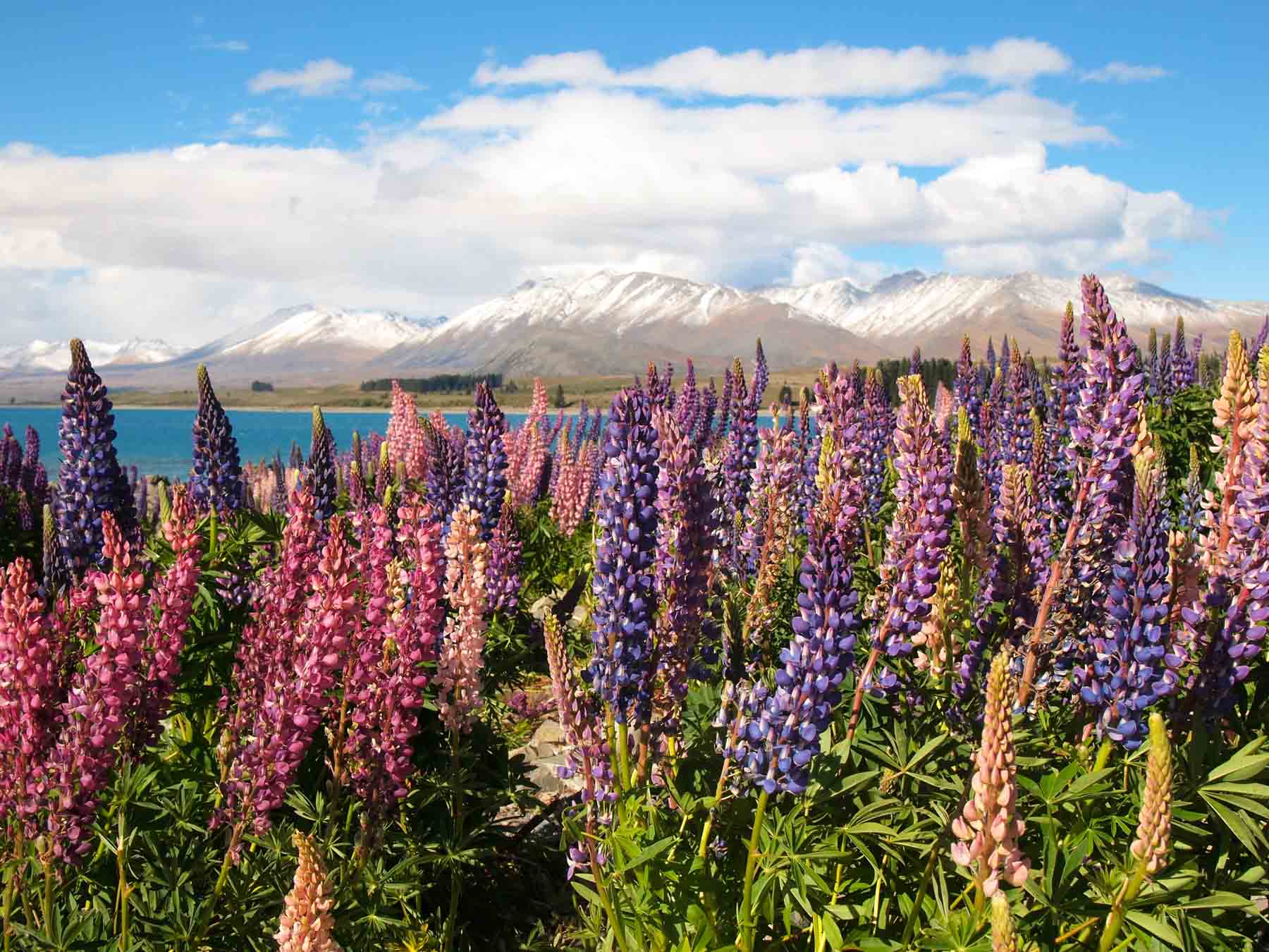 How to find lupins in New Zealand