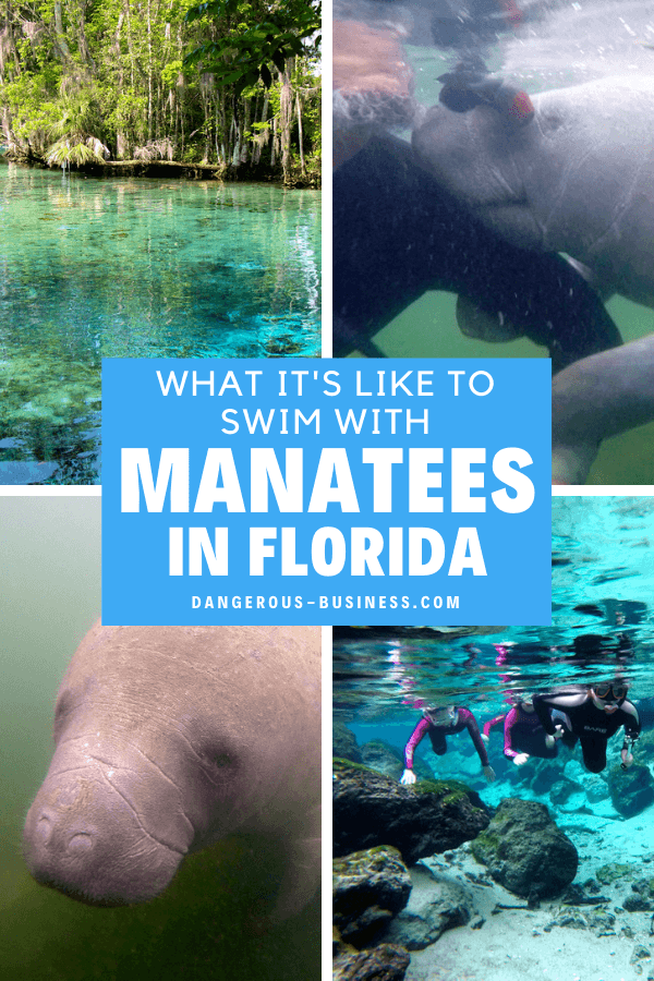 What it's Like to Swim with Manatees in Crystal River, Florida