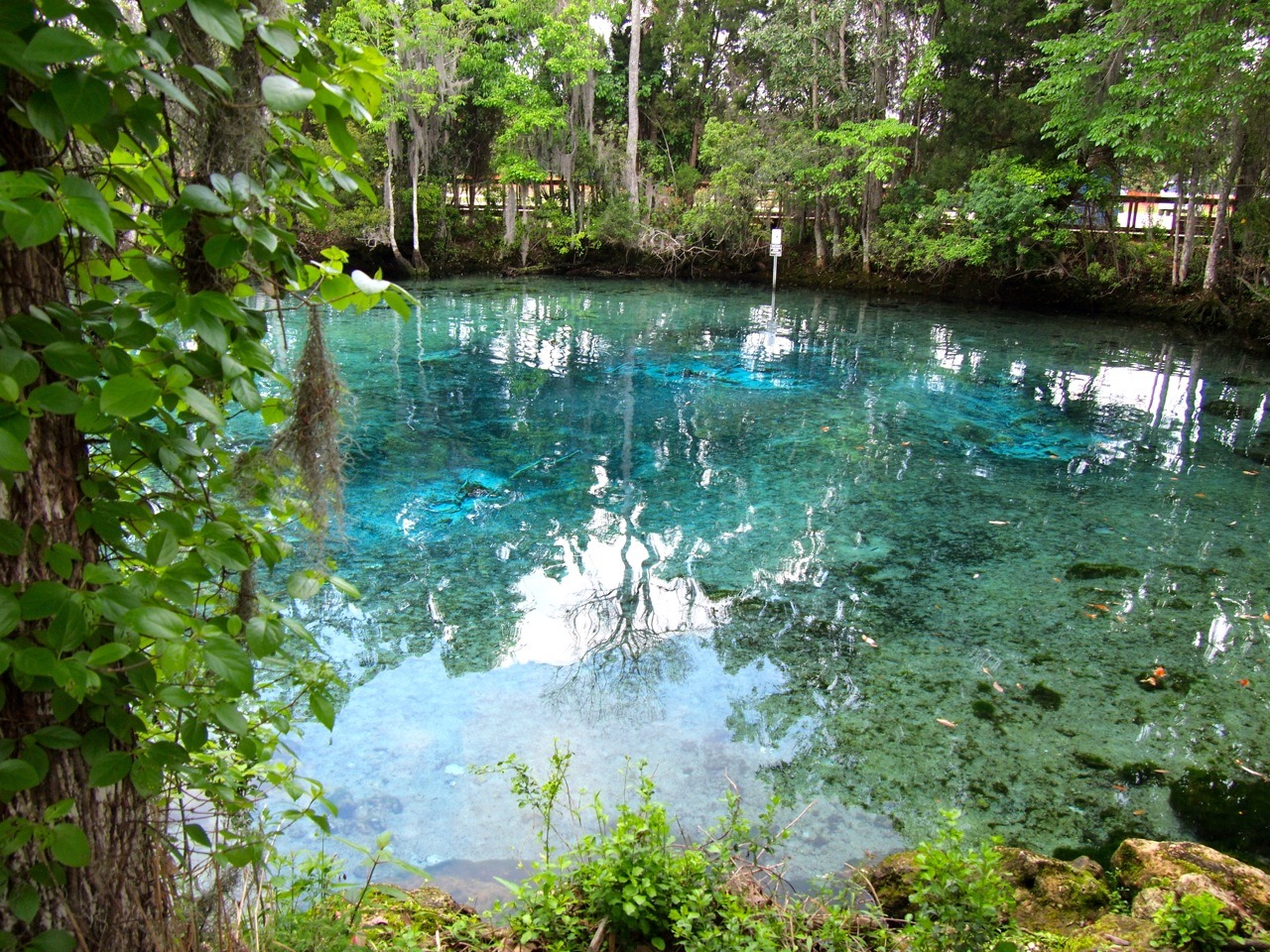 Top Things to do in Crystal River Florida including swim with