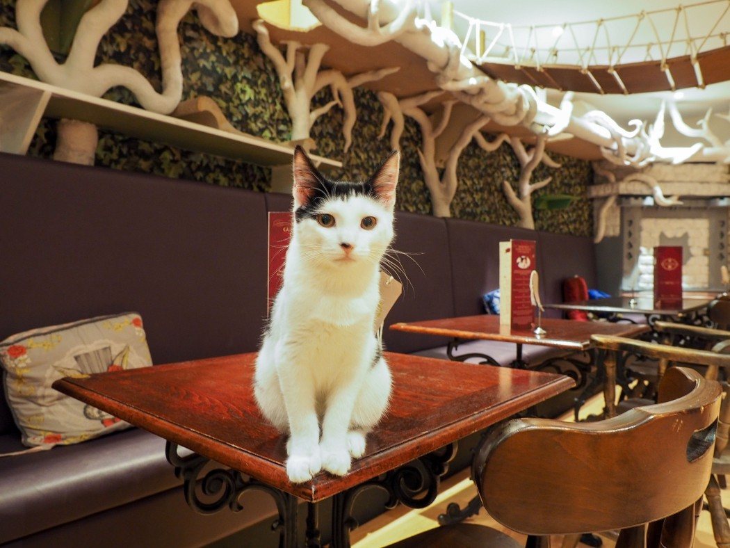 Having High  Tea  at Lady Dinah s Cat  Emporium in London 