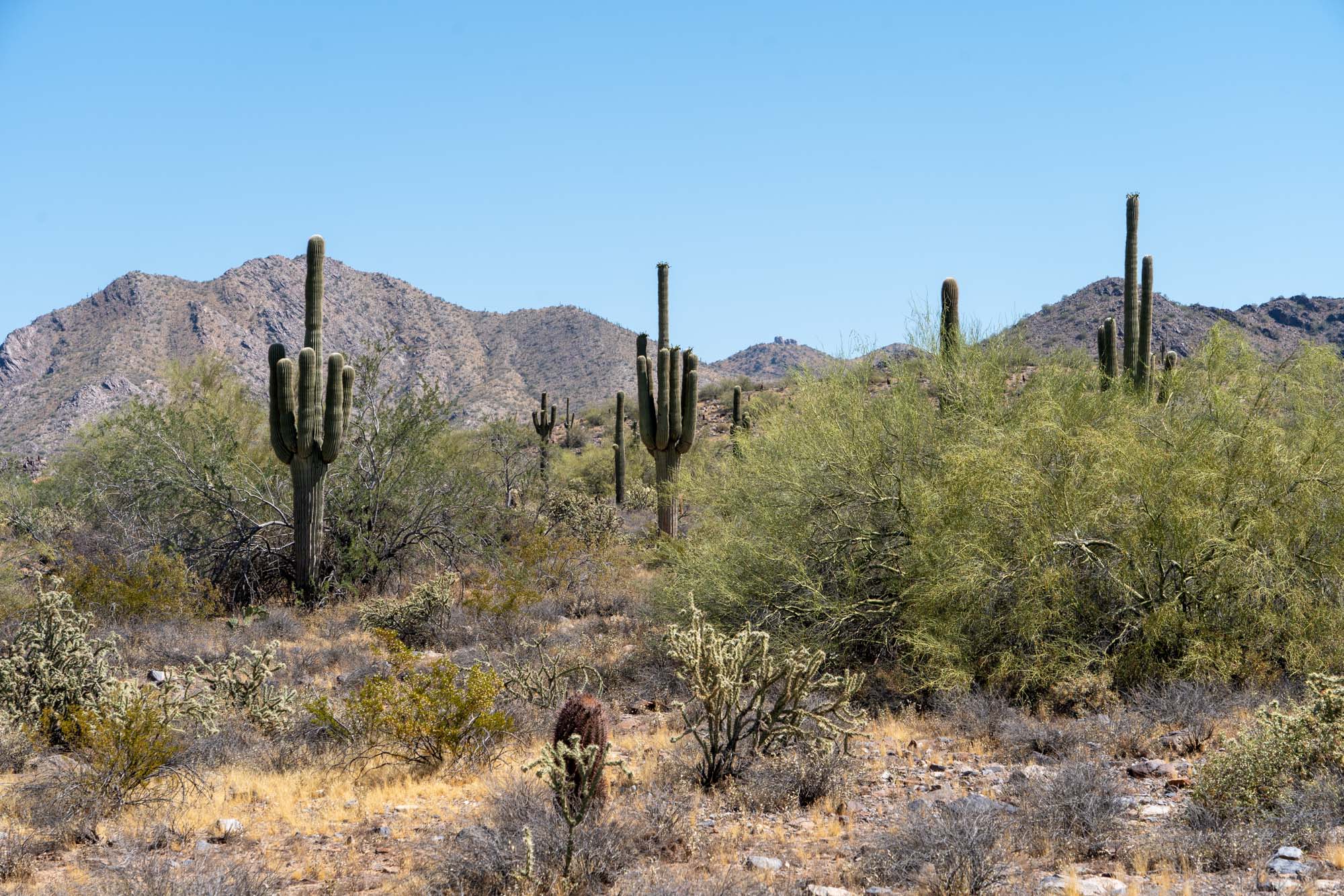 7 Reasons You Should Definitely Visit Scottsdale Arizona