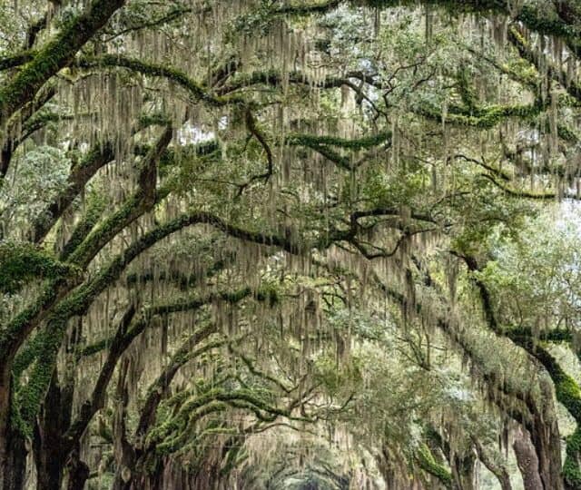 Savannah Ghosts